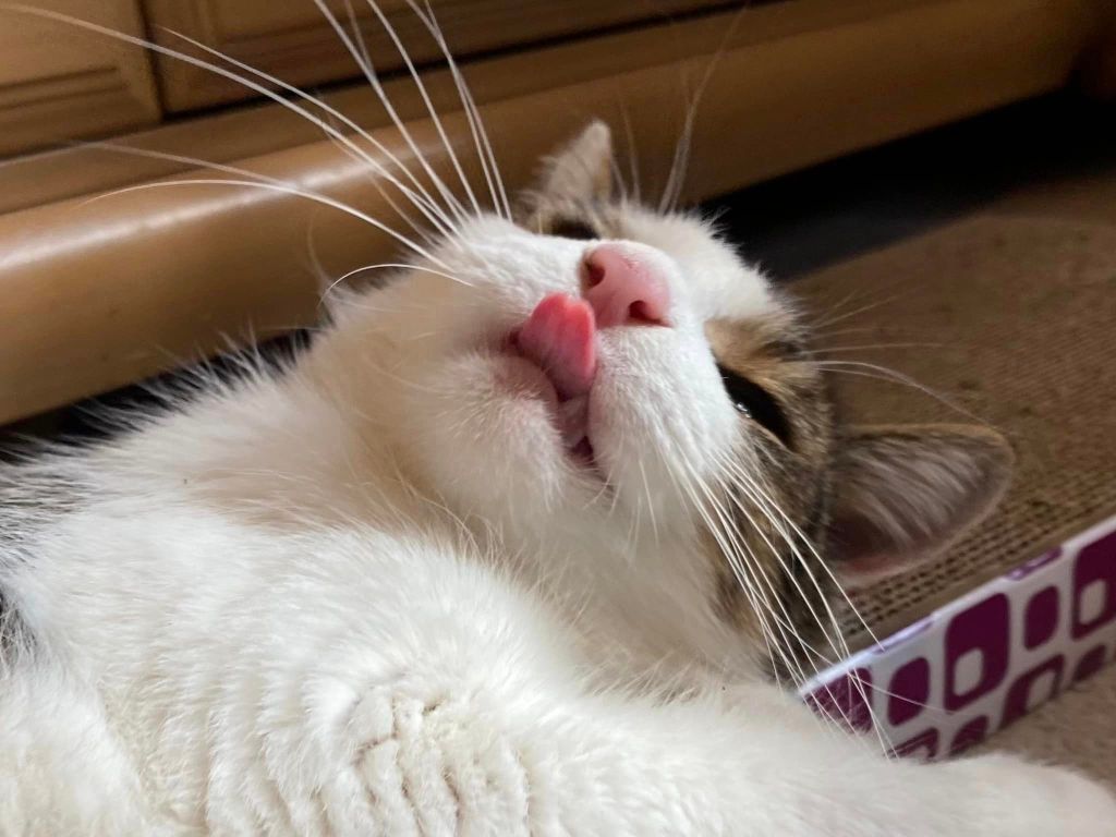 Snuggly, impeccably polite gentleman looking for his forever home or foster family. 😻