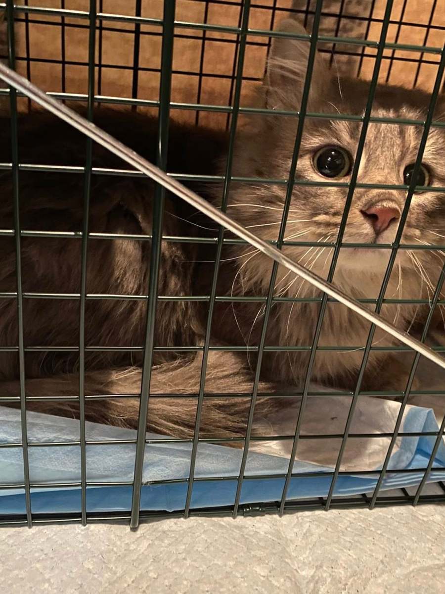 You can (and should)&nbsp;TNVR